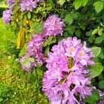 Rhododendron ponticumFlower