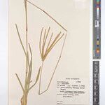 Chrysochloa subaequigluma Other