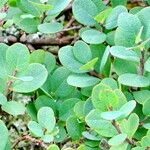 Vaccinium uliginosum List