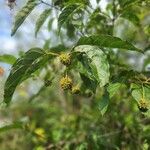 Cephalanthus occidentalisFruitua