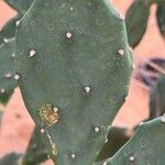 Opuntia stricta Ліст