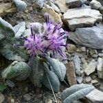 Saussurea alpina Flower