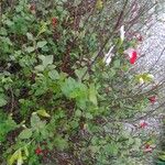 Salvia microphylla Folha