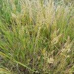 Agrostis stolonifera (Plante entière)