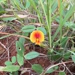 Zornia capensis Flower