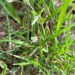 Moehringia trinervia Leaf