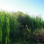 Typha domingensis Агульны выгляд