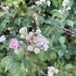 Rubus ulmifolius Fleur