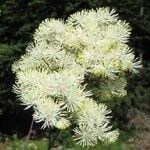 Thalictrum aquilegiifolium Flower