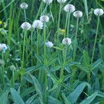 Trifolium montanum Habitus