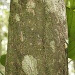 Duroia longiflora Bark