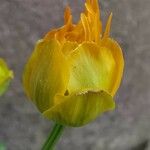 Trollius chinensis 其他