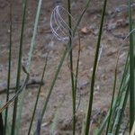 Nolina microcarpa Leaf