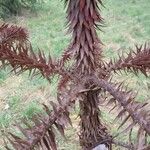 Araucaria angustifolia Otro