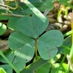 Oxalis hispidula Ліст