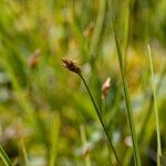 Carex chordorrhiza Alia