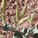 Cleome droserifolia Fruit