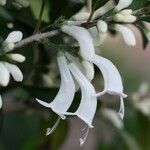 Oxera microcalyx Flor