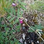 Vicia sativaफूल