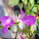 Rubus ulmifolius Fleur