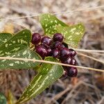 Smilax aspera Фрукт