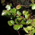 Sphyrospermum buxifolium Diğer