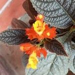 Chrysothemis pulchella Çiçek