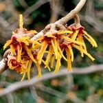 Hamamelis japonica Cvet