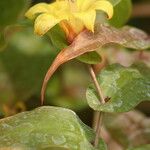 Tricyrtis perfoliata Floare
