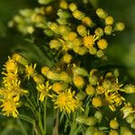 Euthamia occidentalis Flower