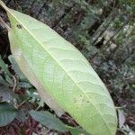 Siparuna cristata Leaf