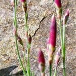 Dianthus plumarius Květ