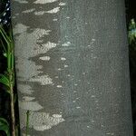 Agathis macrophylla چھال