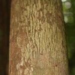 Mouriri nervosa Kabuk