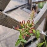 Plumbago auriculataBlüte