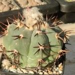 Echinocactus horizonthalonius List