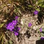 Legousia speculum-veneris Floare