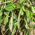 Biscutella arvernensis Nyingine