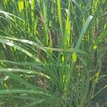 Miscanthus × longiberbis Leaf