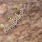 Vachellia hebeclada Кора