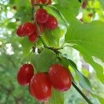 Cornus masFroito