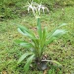 Hymenocallis littoralisFolio