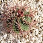 Thelocactus bicolor Frunză