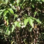 Syzygium lifuanum ᱡᱚ