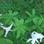 Rhododendron arborescens Φύλλο