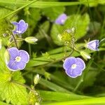 Veronica montana Flower