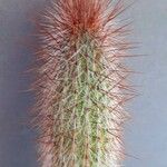 Cleistocactus hyalacanthus Inny