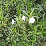 Ruellia angustifolia फूल