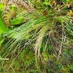 Festuca heterophylla ഇല