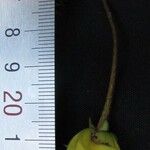 Desmopsis oerstedii Otro